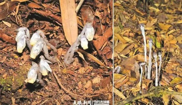 七星策略 贵州发现罕见“幽灵之花”